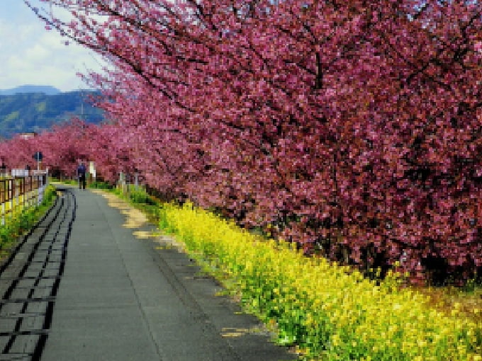 春：朝比奈川堤　山の手さくら